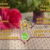Vertus de la Rose sur la peau sénescente